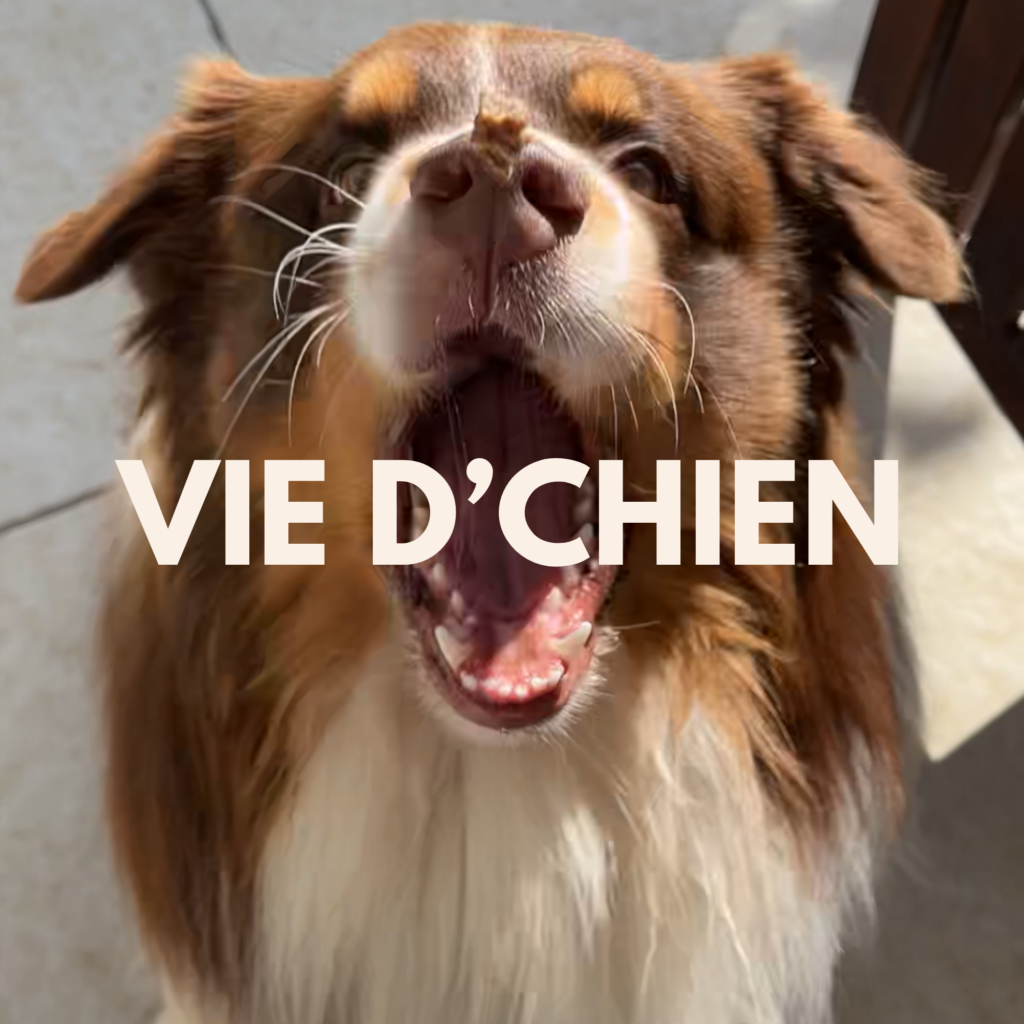 Logo de Vie d’Chien, média engagé pour les chiens